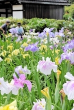 20年親しまれた初夏の風物詩、最後の一般公開　福井県小浜市の名刹・常高寺のハナショウブ園　見頃は今週末
