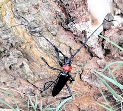 樹木食い荒らす“外来カミキリムシ”、福井県内で新たに27本被害　特徴は赤い胸部、22都府県で確認