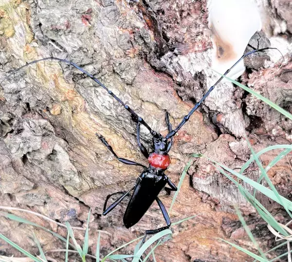 樹木食い荒らす“外来カミキリムシ”、福井県内で新たに27本被害　特徴は赤い胸部、22都府県で確認