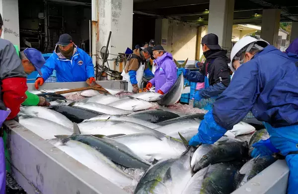大漁シーズン到来か…寒ブリ、福井県の漁港で今季初の千匹超え　美浜の日向漁港
