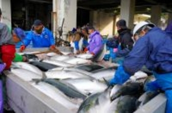 大漁シーズン到来か…寒ブリ、福井県の漁港で今季初の千匹超え　美浜の日向漁港