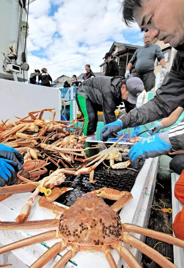 越前がに漁、昨年に続き今季も好調…漁獲額が過去最高ペース　12月末時点、「極」は何匹獲れた?
