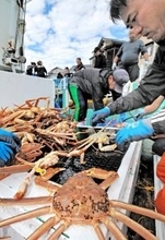 越前がに漁、昨年に続き今季も好調…漁獲額が過去最高ペース　12月末時点、「極」は何匹獲れた?