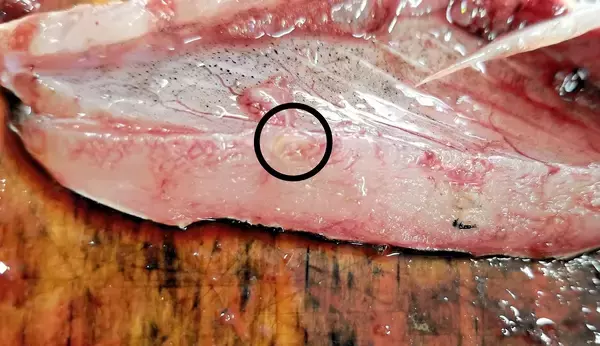 食中毒引き起こすアニサキス、生きたマサバの筋肉にも寄生　福井県立大確認　「目視確認や加熱で対策」