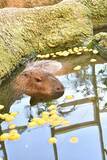 「カピバラ、ゆず湯に目を細めてほっこり　福井市足羽山公園遊園地「ハピジャン」」の画像1