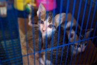 無償＝美徳…動物保護団体がいつも資金不足な理由　命を守る仕事で報酬を得ることに厳しい風潮への違和感【杉本彩のEva通信】