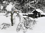 「大雪に耐えきれず…福井の桜の名所で20本以上が折れる　一乗谷朝倉氏遺跡、保存協会「春の咲きぶり心配」」の画像1