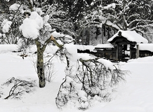 大雪に耐えきれず…福井の桜の名所で20本以上が折れる　一乗谷朝倉氏遺跡、保存協会「春の咲きぶり心配」