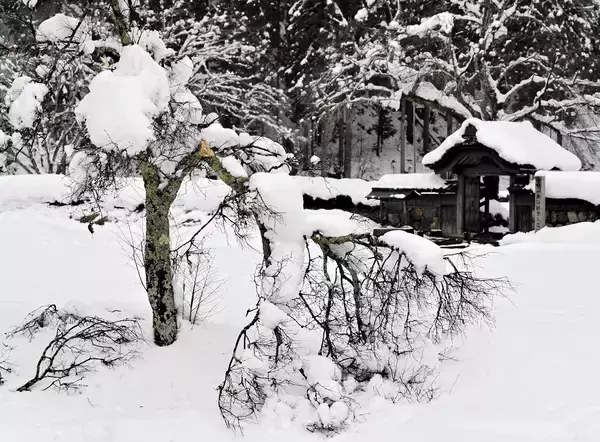 大雪に耐えきれず…福井の桜の名所で20本以上が折れる　一乗谷朝倉氏遺跡、保存協会「春の咲きぶり心配」