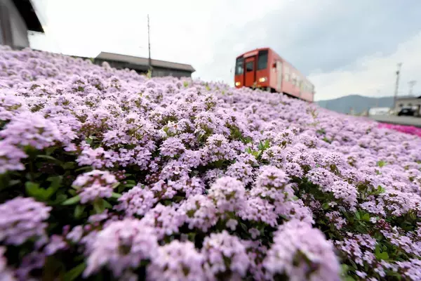 線路脇に清涼感あふれる香り「タイム」満開　見頃は5月上旬まで、福井県大野市JR越美北線