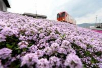 線路脇に清涼感あふれる香り「タイム」満開　見頃は5月上旬まで、福井県大野市JR越美北線