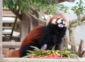 レッサーパンダの新しい仲間「アケビ」一般公開開始　仙台の動物園から引っ越し　福井県鯖江市西山動物園