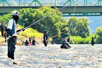 福井県内の一部でアユ釣り解禁　待ちわびた釣り人「例年になく型が良い」　九頭竜川の一部と北川、南川