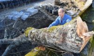 「家族守ってくれた」52年前に子どもの成長願い植えた桜に別れ…豪雨対策工事で伐採　福井県南越前町
