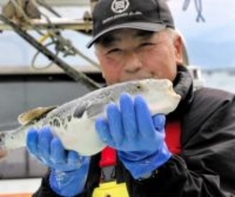 丸々「敦賀ふぐ」次々と水揚げ　出荷量、今シーズンは回復　福井県敦賀市