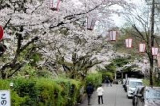 日本さくら名所100選…足羽山の桜ピンチ　ソメイヨシノ老齢化、病気　かさむ費用、保全団体が対策求める　福井市