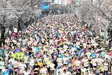 「全国ランニング大会100撰に「ふくい桜マラソン」　2年連続選出、福井県民のおもてなし高評価」の画像1