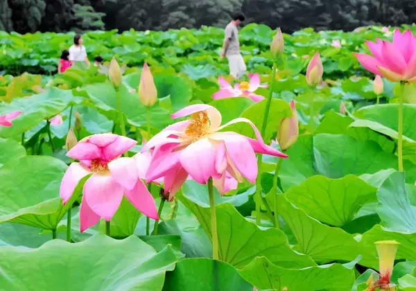 はすまつり開幕、世界の135種が次々見頃に　福井県南越前町、ストロー状の茎からジュースを飲む象鼻杯も