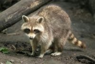 繁殖力が強すぎ…アライグマの捕獲数、福井市で高止まり　2024年度は過去15年で最多を記録