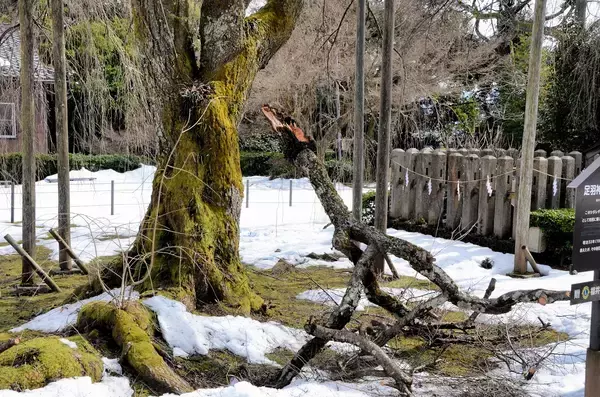 天然記念物のしだれ桜、大雪で枝折れ　樹齢380年、福井市の足羽神社