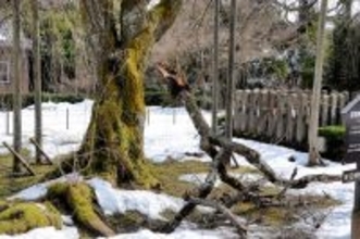 天然記念物のしだれ桜、大雪で枝折れ　樹齢380年、福井市の足羽神社