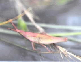 虫が大好きな小学1年生、ピンク色のバッタを発見　福井県、カマキリの餌探し中に遭遇
