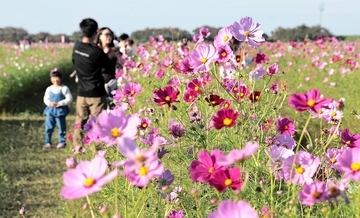 東京ドーム4個分相当に約1億本「宮ノ下コスモス広苑」オープン、見頃ピークいつ？ 福井県福井市