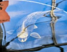 敦賀に「人面魚」がいた！　ニシキゴイ愛好家「近くで見ても人の顔」