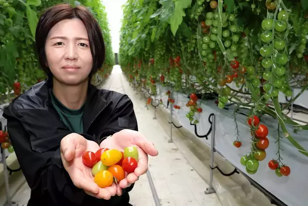 色も形も食感も異なる7品種…ミニトマト60分食べ放題　毎週土曜、持ち帰りも可　福井県坂井市の農園