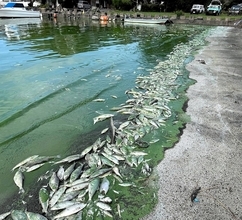 久々子湖で青潮が発生…魚が大量死、水月湖でも死骸　福井県の三方五湖
