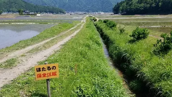 ホタルが舞う里地・里山を次世代へ…「日本ホタル再生ねっと」が遊歩道整備費などクラファン　ホタル指標に環境循環型農業の構築目指す