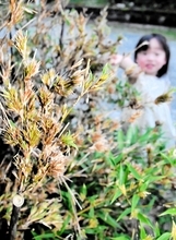 120年に1度とされる激レア…クロチクが開花　福井県の民家「竹に花が咲くとは」