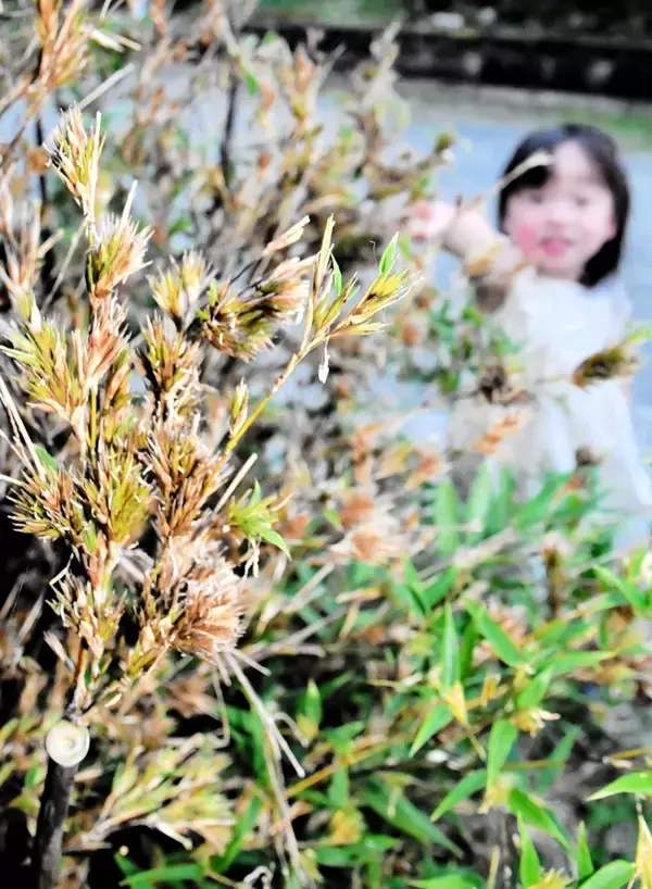 120年に1度とされる激レア…クロチクが開花　福井県の民家「竹に花が咲くとは」
