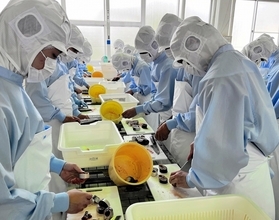 「宇宙食サバ缶」作り、ドラマになった福井の高校生の挑戦　見守る教師、受け継ぐ後輩…さまざまなストーリー