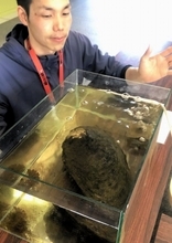 絶滅危惧種「カラスガイ」生体を福井県で発見！世界最大級の淡水貝類、30年以上生存中か　福井市自然史博物館で展示