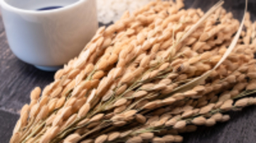 きょう3月17日は一粒万倍日×大安×寅の日　3つの吉日が重なる「トリプル開運日」