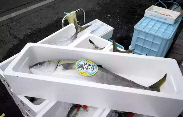 昨季まで大漁続きだった寒ブリ、一転漁獲量落ち込む　福井県美浜町　仕入れ値は昨年の3倍に