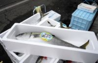 昨季まで大漁続きだった寒ブリ、一転漁獲量落ち込む　福井県美浜町　仕入れ値は昨年の3倍に