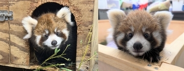 双子のレッサーパンダ赤ちゃん、愛称つけてね　福井県の鯖江市西山動物園が募集、10月から一般公開