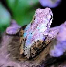 数万匹に1匹の激レアなカエル発見、希望者のみに公開へ　福井県海浜自然センター