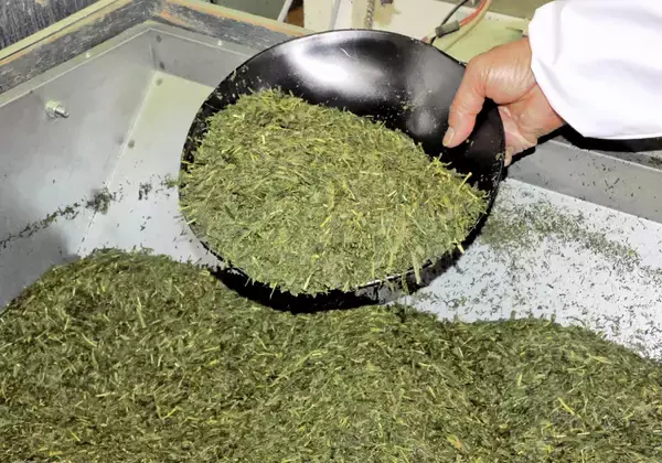 海外での抹茶人気が高すぎて…国内の煎茶の原料がピンチ　福井県内で製造中止の動き