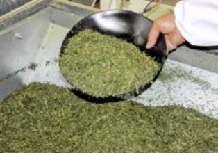 海外での抹茶人気が高すぎて…国内の煎茶の原料がピンチ　福井県内で製造中止の動き