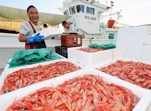 甘エビやガサエビ、アカガレイ続々水揚げ　底引き網漁が解禁　福井県坂井市や越前町の漁港に活気