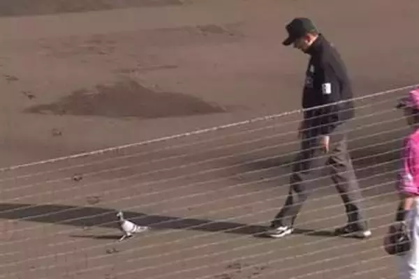 楽天-西武戦で珍事　ハトが乱入→選手に近づきタイム…約1分間中断、微笑ましい光景