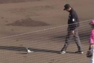 楽天-西武戦で珍事　ハトが乱入→選手に近づきタイム…約1分間中断、微笑ましい光景