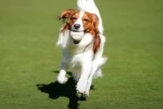 大谷翔平、デコピン“最新ショット”を大公開　本拠地で大はしゃぎ、躍動感溢れる走り披露