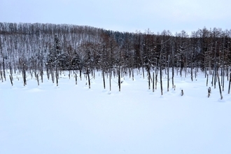北海道・美瑛は、寒い季節ほど美しい…　冬のおすすめ観光地「白金青い池」「白ひげの滝」