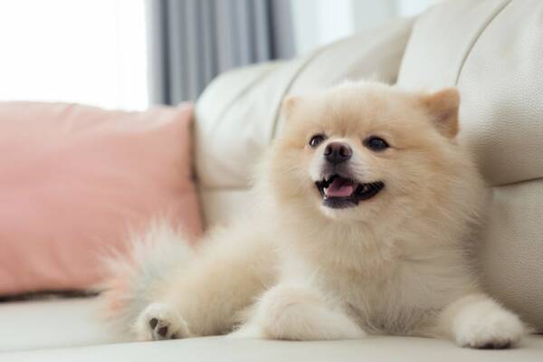 いきものがかり水野 マスク姿に愛犬が吠えるように その理由に共感相次ぐ 年5月7日 エキサイトニュース