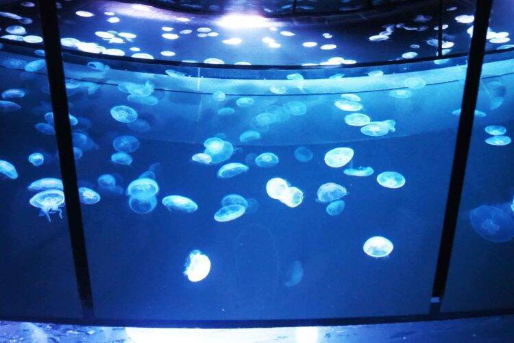 疲れた心に最高の癒しを サンシャイン水族館にクラゲの大水槽が登場 年7月9日 エキサイトニュース