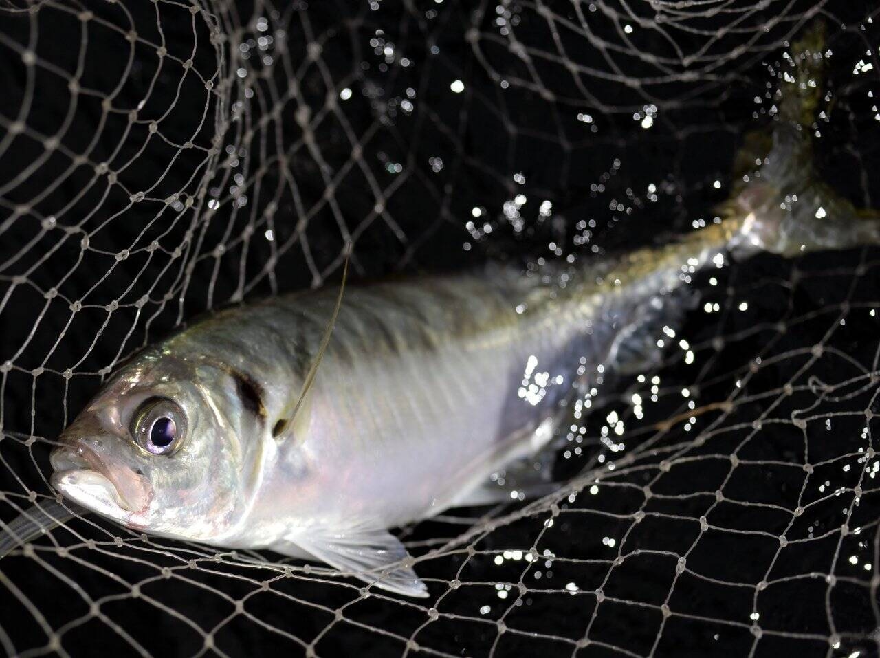 鬼アジ爆釣の秘訣 釣果に悩む釣り人必見 アタリを増やす狙い方とは 22年4月15日 エキサイトニュース 2 2